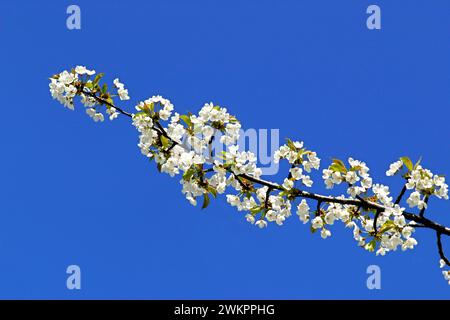 cherry blossom in blue sky, Munich, Bavaria, Germany Stock Photo