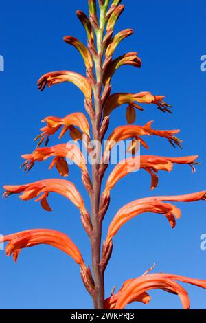 African flag (Chasmanthe floribunda) Stattliche Rachenlilie Stock Photo