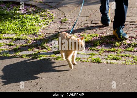 Walking a cat on a leash Stock Photo