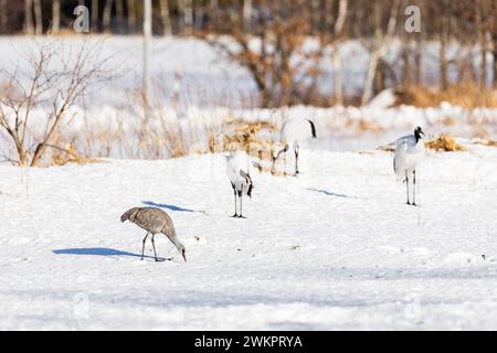 Sandhill crane (Antigone canadiensis), Hokkaido, winter, Japan Stock Photo