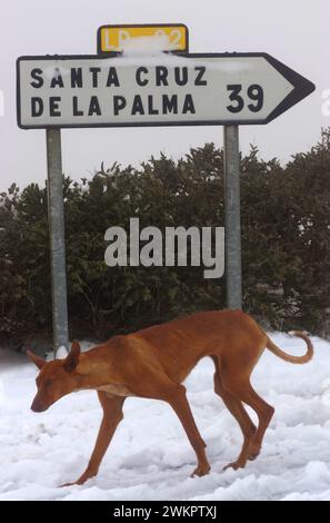 skinny Podenco Canario in snow near Observatories, Roque de los Muchachos, La Palma, Canary Islands, Spain Stock Photo