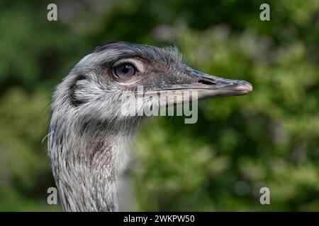 A close up profile portrait of a greater rhea. The image shows the feathers in great detail. It is a close up of its head Stock Photo