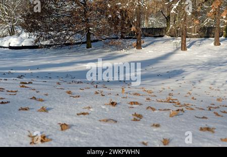 Lying leaves on the snow Stock Photo