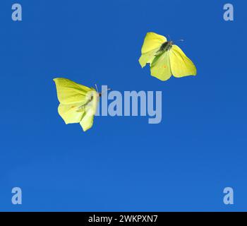 male brimstone in flight (gonepteryx rhamni) Bavaria, Germany Stock Photo