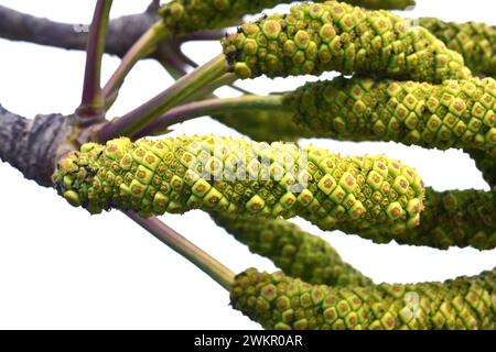 Spiked cabbage tree (Cussonia spicata) is a medicinal evergreen tree native to southern Africa. Fruits detail. Stock Photo