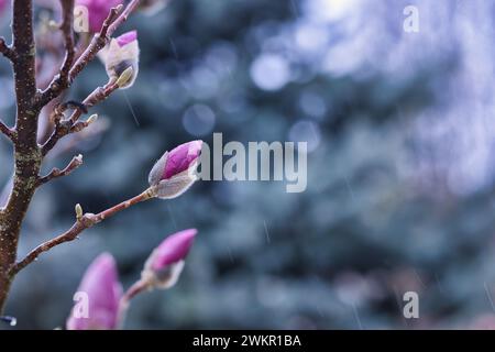 Spring blossom background. Beautiful nature scene with blooming tree and raindrops. Artistic spring flower buds, amazing nature landscape Stock Photo