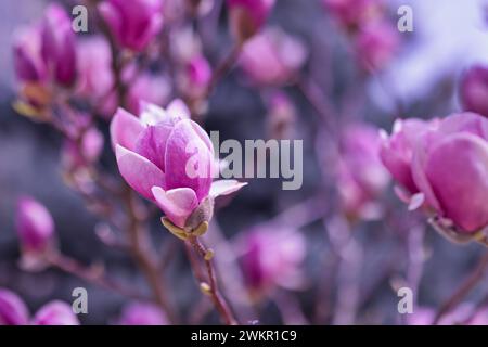 Spring blossom background. Beautiful nature scene with blooming tree and raindrops. Artistic spring flower buds, amazing nature landscape Stock Photo