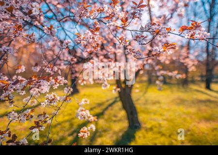 Beautiful floral spring abstract background of nature. Blossoming nature close-up soft focus on gentle light blue sky background. Stock Photo