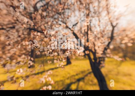 Beautiful floral spring abstract background of nature. Blossoming nature close-up soft focus on gentle light blue sky background. Stock Photo