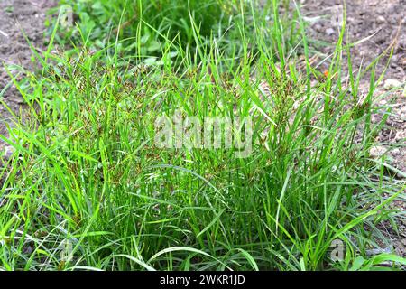 Coco-grass, nut grass or purple nutsedge (Cyperus rotundus) is an aromatic perennial herb native to central and southern Europe, Africa and southern A Stock Photo
