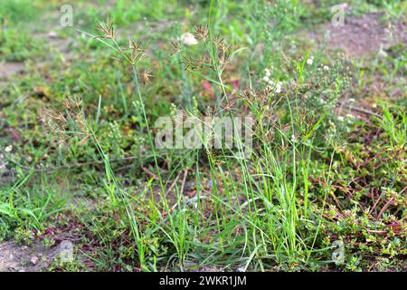 Coco-grass, nut grass or purple nutsedge (Cyperus rotundus) is an aromatic perennial herb native to central and southern Europe, Africa and southern A Stock Photo