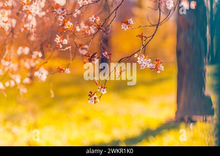 Beautiful floral spring abstract background of nature. Blossoming nature close-up soft focus on gentle light blue sky background. Stock Photo