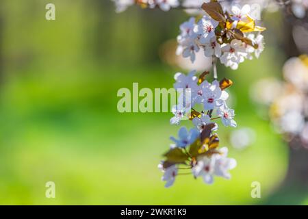 Beautiful floral spring abstract background of nature. Blossoming nature close-up soft focus on gentle light blue sky background. Stock Photo