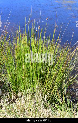 Round-headed clubrush or bulrush (Scirpus holoschoenus or Scirpoides holoschoenus) is a perennial herb native to wetlands around the World. This photo Stock Photo