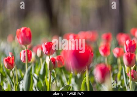 Beautiful colorful tulips on blur spring sunny nature landscape. Bright blooming tulips flower panorama for spring nature love, dreamy romance card Stock Photo