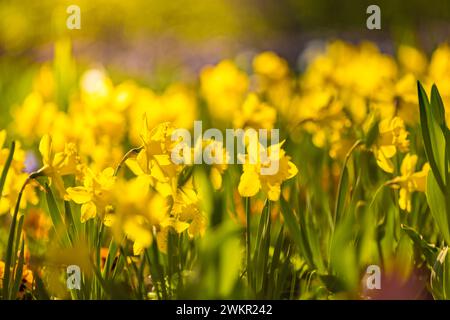 Fresh beautiful blooming daffodil, spring sunny flowers in the wild nature. Narcissus in springtime. Narcissus as a symbol of spring. Spring field Stock Photo