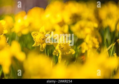 Fresh beautiful blooming daffodil, spring sunny flowers in the wild nature. Narcissus in springtime. Narcissus as a symbol of spring. Spring field Stock Photo