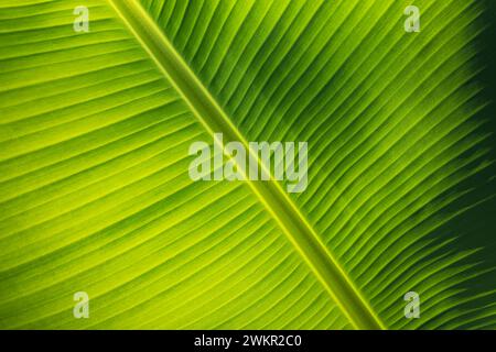 Amazing green leaf macro. Bright sunny closeup, artistic panoramic crop. Detail of the backlit texture and pattern of palm leaf plant the veins nature Stock Photo