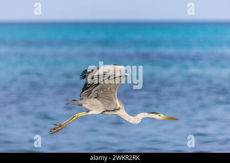 Grey heron (Ardea cinerea). Flying against blue sky and tropical ocean lagoon. Giant bird, feathers wings hunting for fish over sea water. Wildlife Stock Photo