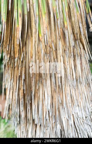 Dried palm leaves, used for construction. Stock Photo