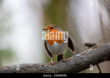 A Robin perched on a tree branch on a winters day. County Durham, England, UK. Stock Photo