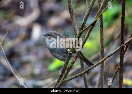 Dunnock pearched on a twig on a winters day, County Durham, England, UK. Stock Photo
