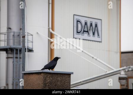 crow sitting in front of the asphalt mixing plant of Deutsche Asphalt GmbH, a company of Strabag AG in Deutzer Hafen, where a new city quarter will be Stock Photo
