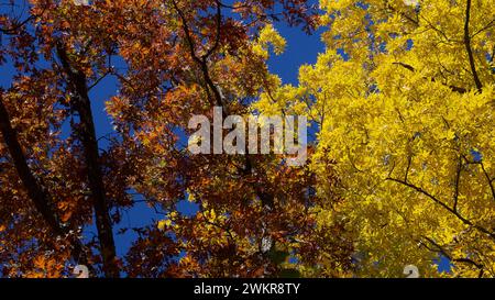 A cluster of tall trees against a blue sky Stock Photo