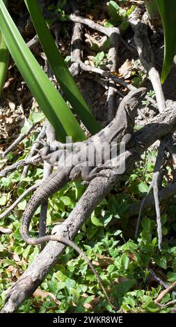 An iguana perched on a tree branch near the grass Stock Photo