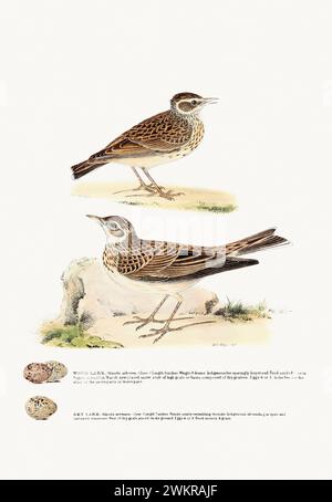 Vintage Bird Illustration: An exquisite depiction of British birds from the 19th century, found in an antique book about birds. Stock Photo