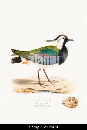 Vintage Bird Illustration: An exquisite depiction of British birds from the 19th century, found in an antique book about birds. Stock Photo