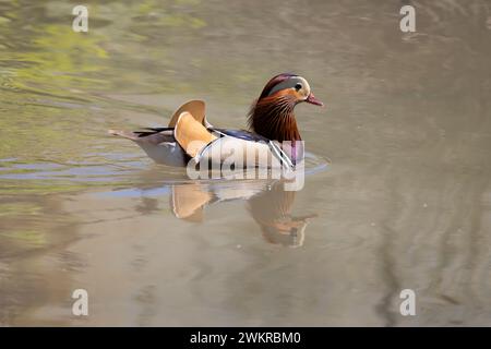 A beautiful mandarin duck male swimming on the water Stock Photo