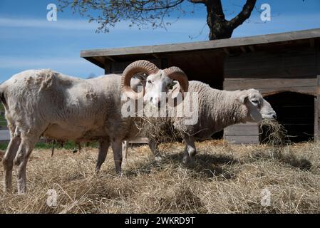 Two sheep eating hay on a sunny day Stock Photo