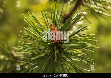 young fresh pine cones in spring. pine needles, blurred background, close-up. Stock Photo