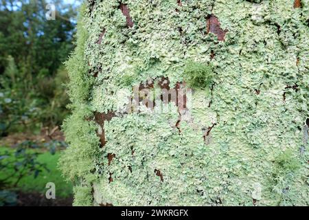 A variety of lichen types growing on a tree trunk in Dumfries and Galloway Scotland Stock Photo