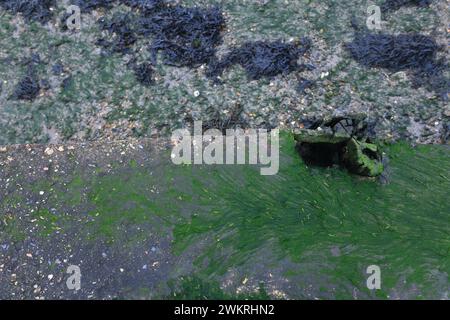 Seaweed on sea wall Stock Photo