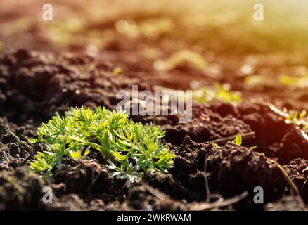 Fresh green grass growing from the ground in the morning at dawn Stock Photo