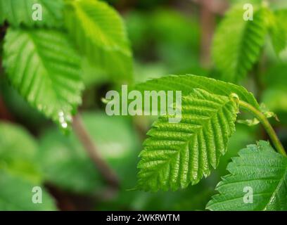 Green leaves with drops of water after rain. Spring time. Stock Photo