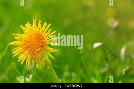 Yellow dandelion on a green lawn Stock Photo