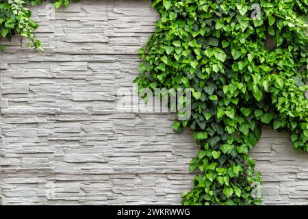Green ivy leaves on a decorative white slate stone wall. Living fence. Stock Photo