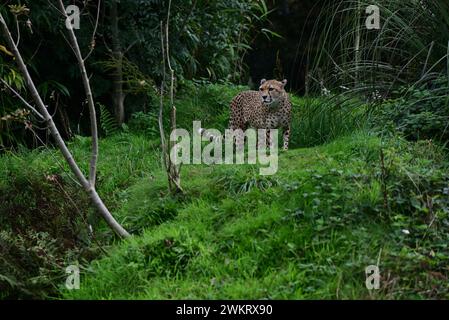 A male Northeast Cheetah at Dartmoor Zoo Park, Devon. Stock Photo