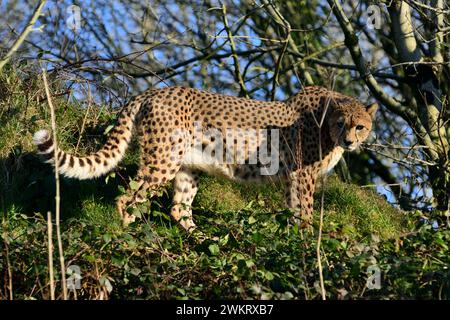 A male Northeast Cheetah at Dartmoor Zoo Park, Devon. Stock Photo