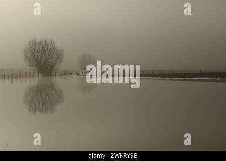 Flooded fields with pollard trees on a typical misty winter morning at Lower Rhine, North Rhine-Westphalia, Germany. Stock Photo