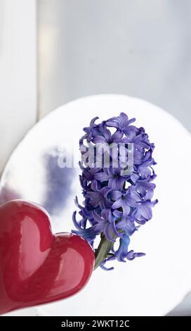 burgundy vase in the shape of a heart, a beautiful violet-lilac hyacinth on a silvery light background Stock Photo