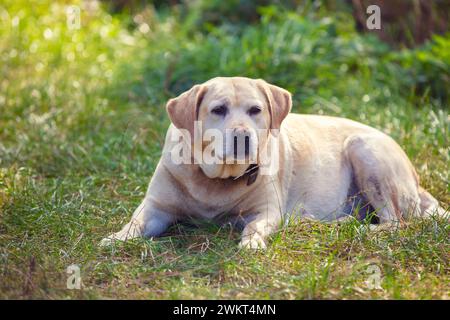 Labrador retriever lies on the grass in the summer garden Stock Photo