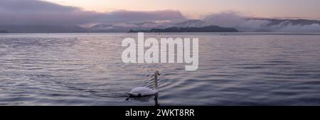 Alone swan swim at Loch Lomond Lake, Scotland Stock Photo