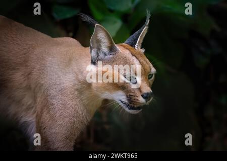 Caracal (Caracal caracal) or Desert Lynx Stock Photo