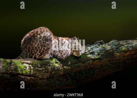 Geoffroy's Cat (Leopardus geoffroyi) sleeping - South American wild cat Stock Photo