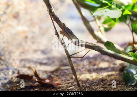 Brazilian Giant Stick Insect (Cladomorphus phyllinus) Stock Photo