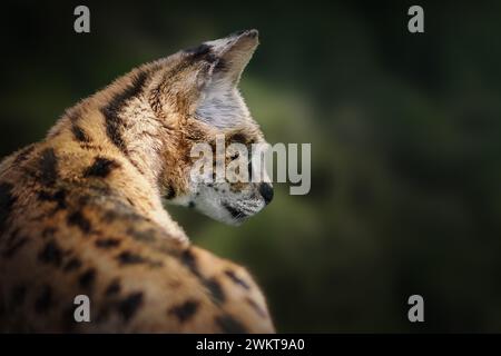 Serval (Leptailurus serval) - African wild cat Stock Photo